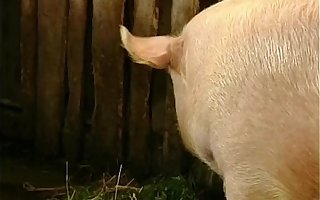 Brown Lady Farmer Hairy Pussy Stonewalling Fucked